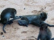 Monkeys in Thailand