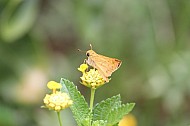 Yellow Moth and Lantanas