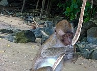 Monkeys in Thailand