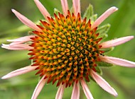 Coneflower