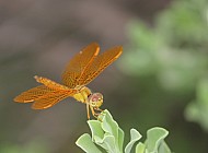 Orange Dragonfly