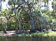 Florida Everglades