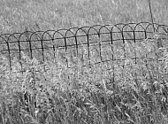 Vintage Fence