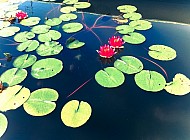 Water Lily and Flower