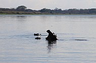 hippo tired of tourists (Liwonde National Park)