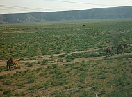 wild camels