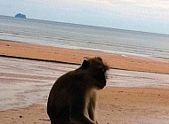Monkeys in Thailand