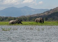 Elephants at Liwonde National Park (Malawi)
