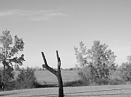 Makeshift Fencepost