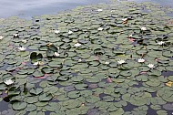 Lily pads in Lake Bled, Slovenia