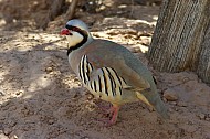 Chukar