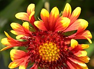 Gaillardia