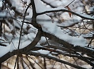 snow on branches