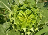 Unopened Sunflower