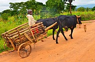 a boy and his cart