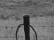 Barbed Wire #10