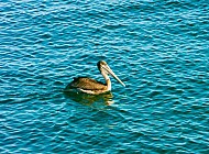 Pelican