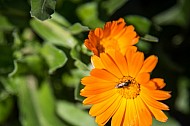 Bug on a flower