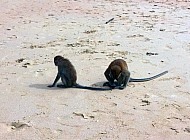 Monkeys in Thailand