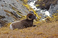 Rocky Mountain Sheep