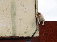 curious dog