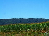 mountains behind corn