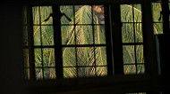 palm trees through a window