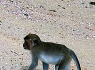Monkeys in Thailand
