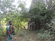 guard in front of huge boabab tree