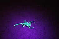 Scorpion in Black Light