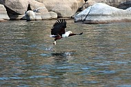 sea eagle catching fish at Malawi lake