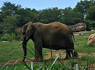 Elephant waits