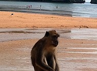 Monkeys in Thailand