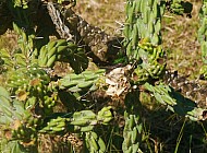 humming bird in cactus