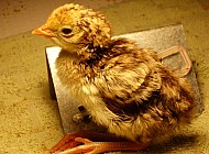 baby chicken