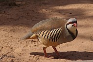 Chukar