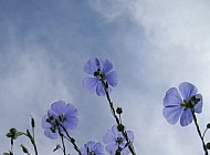 Blue Flax