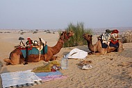 Camel Safari A