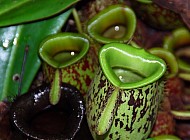 Pitcher Plants