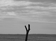 A Lone Fencepost