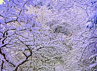 Winter in Kazakhstan
