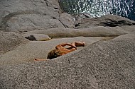 Lady on a Rock