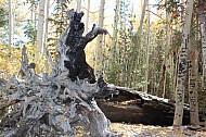 roots of a fallen tree