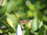 Red Dragonfly