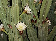 Peruvian Cactus Night Bloom