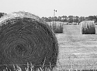 Hay Rolls #5