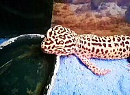 sleepy gecko