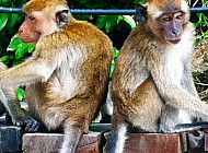 Monkeys in Thailand