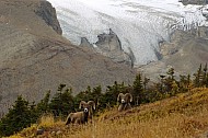 Rocky Mountain Sheep