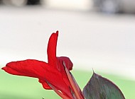 Red Canna Lily